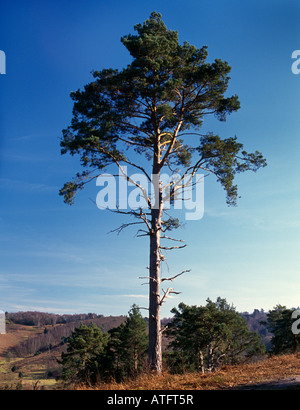 Seul le pin sylvestre, le Devils Punch Bowl, Hindhead, Surrey, Angleterre, Royaume-Uni. Banque D'Images