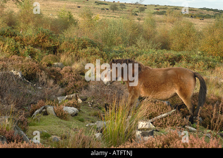 Poneys au Stiperstones Exmoor National Nature Reserve Shropshire en Angleterre Banque D'Images