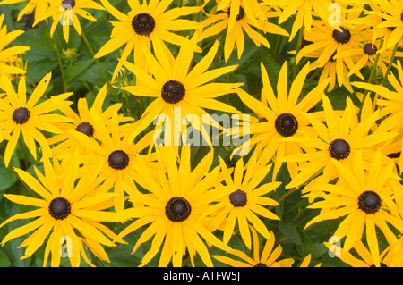 Black Eyed Susan fleurs, Rudbeckia fulgida, dans un jardin à Beehive Cottage dans la New Forest, Hampshire, Angleterre Banque D'Images