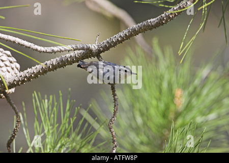 Sittelle corse Sitta whiteheadi en pin laricio Pinus nigra ssp laricio les Gorges de la Restonica Corse France Banque D'Images