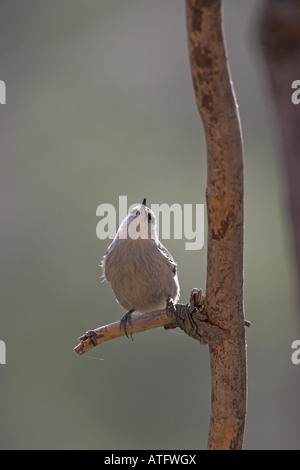 Sittelle corse Sitta whiteheadi en pin laricio Pinus nigra ssp laricio les Gorges de la Restonica Corse France Banque D'Images