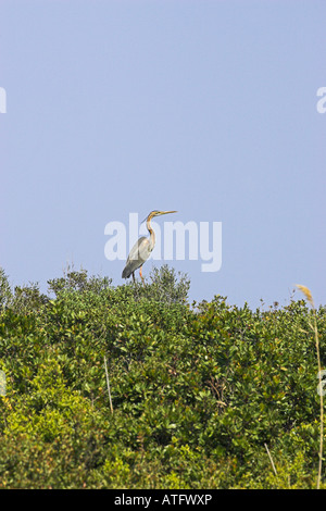 Héron pourpré Ardea purpurea perché sur scrub côtières près de Barcaggio Cap Corse Corse France Banque D'Images