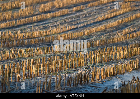 Après la récolte de maïs dans un champ du Dorset en Décembre Banque D'Images