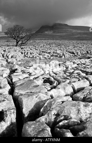 Lone Tree sur aubépine lapiez ci-dessous Ingleborough cicatrices,blanc,North Yorkshire Banque D'Images