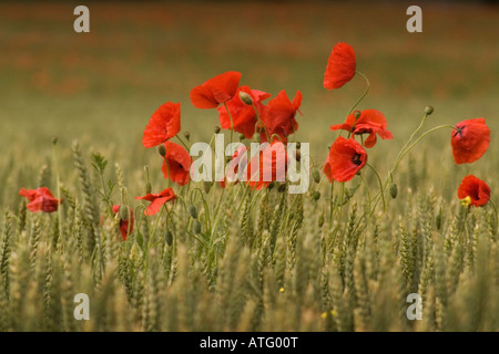 Coquelicots dans un champ de blé Banque D'Images