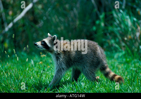 Waschbaer raton laveur raton laveur Procyon lotor animaux carnivores Carnivora Canoidea Europa Europe Kleinbaeren jardin Mammalia mamm Banque D'Images