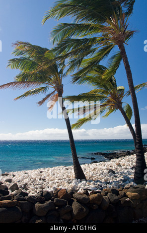 Dans le vent. Cocotiers sur une plage en pierre blanche sont soufflées dans un vent constant Banque D'Images