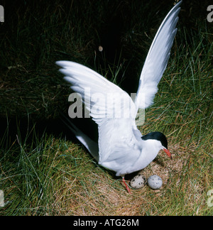 Sterne arctique Sterne Arctique Spitzberg Sterna paradisaea sur son nid avec oeufs adultes animal animaux oiseaux oiseaux couvant Islande incub Banque D'Images