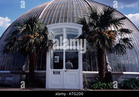 L'entrée latérale de la Palm House avec des palmiers de chaque côté de la porte les jardins de Kew, Surrey, UK Banque D'Images