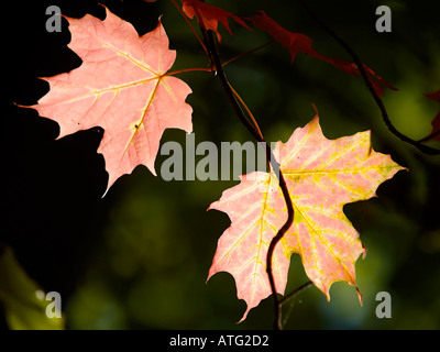 À l'automne feuilles d'érable translucide Couleur fond éclairé par le soleil Banque D'Images