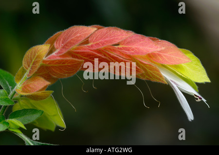 Hairy blanc flowers on a la crevette tropicale plante avec des bractées de couleur saumon Banque D'Images