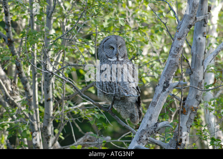 Stock photo d'une Chouette lapone assis sur une branche. Banque D'Images