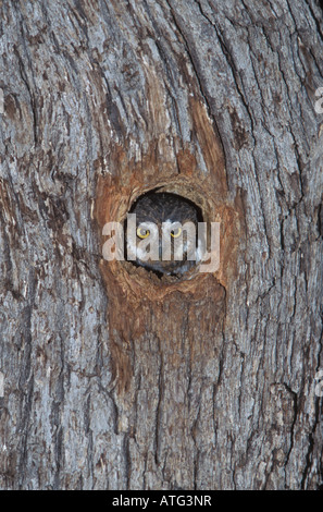 Elf Owl, adultes Micrathene whitneyi, dans la cavité du nid en chêne. Banque D'Images