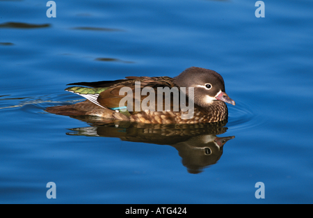 Canard mandarin (femelle) - natation / Aix galericulata Banque D'Images