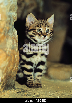 Chat à pieds noirs (Felis nigripes), chaton assis Banque D'Images