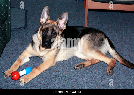 Chiot berger allemand- 6 mois- Canis lupus domesticus- Famille des canidés Banque D'Images