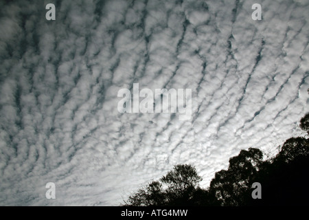 L'Altocumulus Undulatus Nuages Banque D'Images