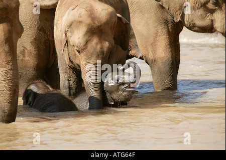 Les éléphants du Sri Lanka en rivière Banque D'Images