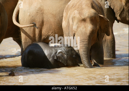 Les éléphants du Sri Lanka en rivière Banque D'Images