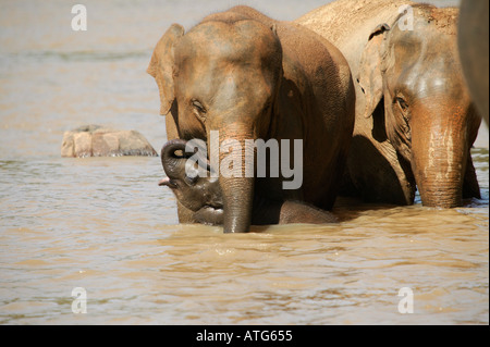 Les éléphants du Sri Lanka en rivière Banque D'Images