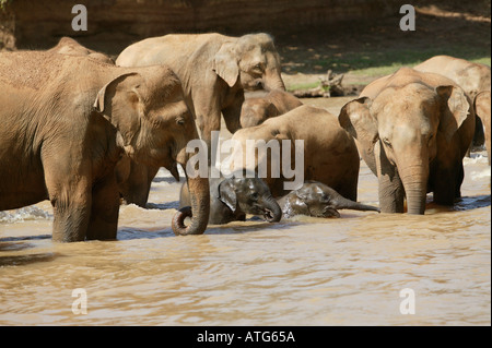 Les éléphants du Sri Lanka en rivière Banque D'Images