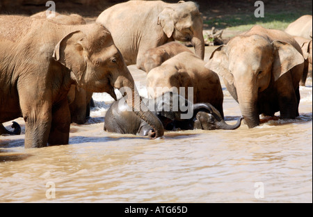 Les éléphants du Sri Lanka en rivière Banque D'Images