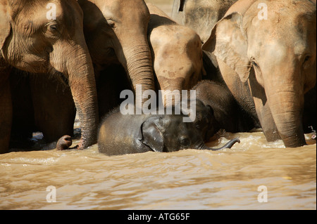 Les éléphants du Sri Lanka en rivière Banque D'Images