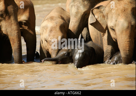 Les éléphants du Sri Lanka en rivière Banque D'Images