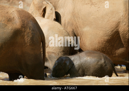 Les éléphants du Sri Lanka en rivière Banque D'Images