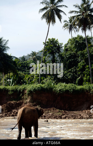 Les éléphants du Sri Lanka en rivière Banque D'Images