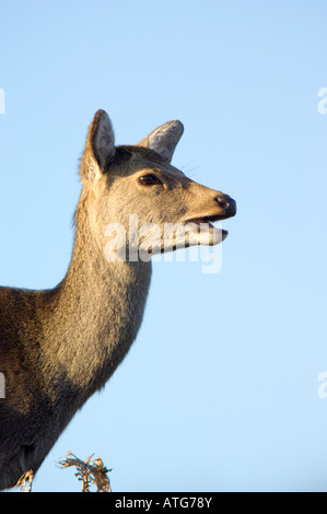 Le cerf sika, Cervus nippon, femme ou hind en manteau d'hiver sur l'île de Purbeck dans le Dorset, en Angleterre. Banque D'Images