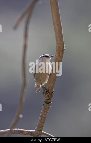 Sittelle corse Sitta whiteheadi en pin laricio Pinus nigra ssp laricio les Gorges de la Restonica Corse France Banque D'Images