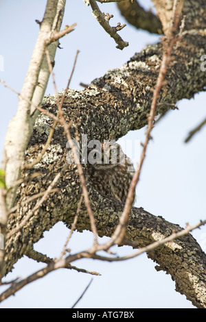 Chouette chevêche Athene noctua gîtes diurnes dans un arbre sur une journée calme Algarve Portugal Banque D'Images