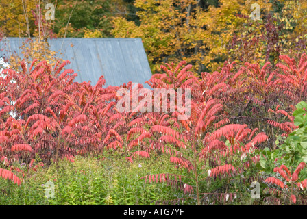 Image de sumac de montagne et les érables en pleine in New Brunswick Canada Banque D'Images