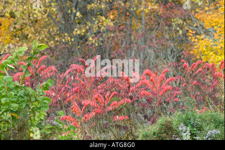 Image de sumac de montagne et les érables en pleine in New Brunswick Canada Banque D'Images