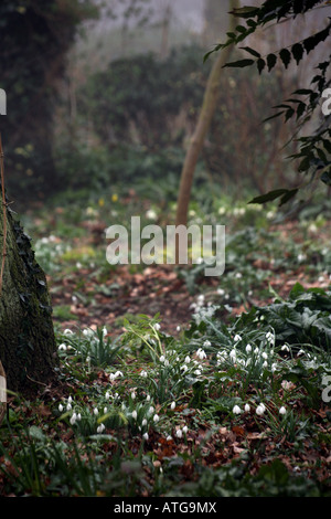 Perce-neige dans les bois sur les rives de la rivière Stour dans l'Essex, Angleterre Banque D'Images