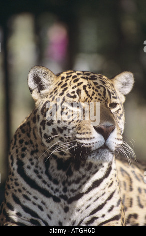 Portrait de Jaguar Banque D'Images