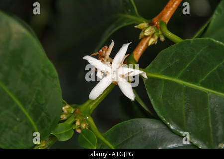 Fleur de la plante du café Banque D'Images