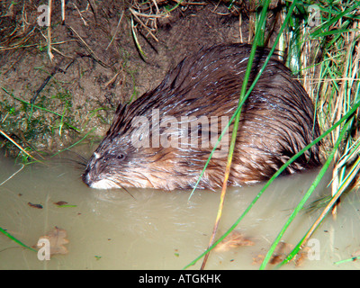 Rat musque Rat musqué Ondatra zibethica Bisamratte Bisamratten Bisams nimaux natation Europa Europe Mammalia mammifères Nager Musquash Banque D'Images