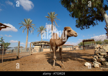 Un chameau au Zoo et l'élevage dans le kibboutz Revivim dans le désert du Neguev dans le sud d'Israël Banque D'Images