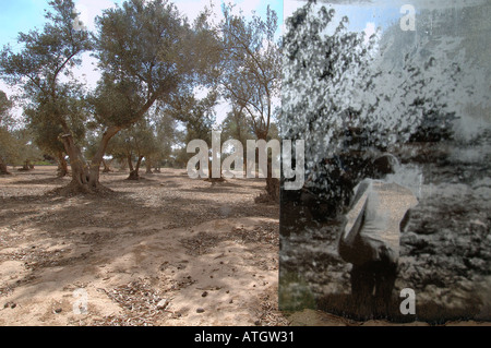 Une installation artistique illustrant les olives agriculteur placé à une oliveraie dans le kibboutz Sdé Boker dans le désert du Neguev dans le sud d'Israël Banque D'Images