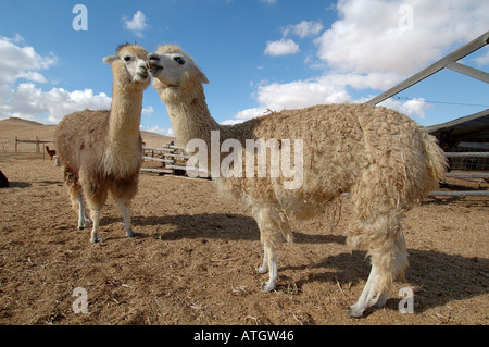 Les alpagas à la ferme des Alpagas à Mitzpe Ramon une ville dans le désert du Néguev, dans le sud de l'Israël Banque D'Images