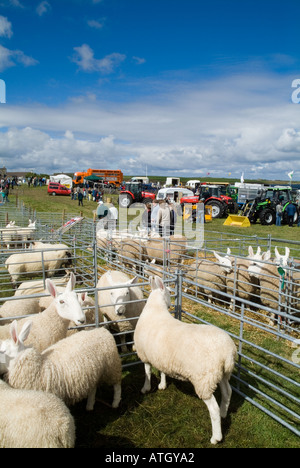 Dh East Mainland Show ST ANDREWS en Écosse ORCADES Moutons Brebis stylo élevage show ground Banque D'Images