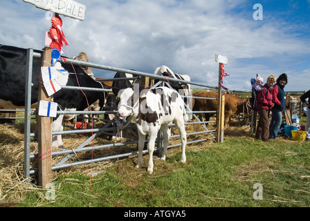 Dh East Mainland Show ST ANDREWS L'Orkney spectateurs observant jeune vache veau à salon de l'agriculture Banque D'Images