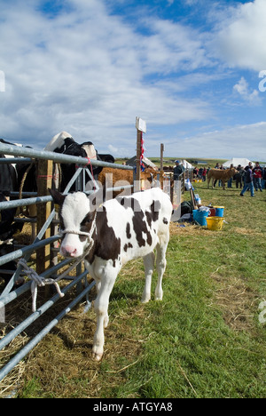 Dh East Mainland Show ST ANDREWS L'Orkney jeune vache veau à salon de l'agriculture Banque D'Images