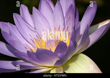 Nymphaea - Lila Seerose - Water Lily Banque D'Images