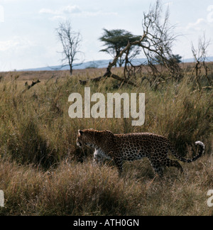 Panthera pardus léopard déménagement dans l'herbe haute plus grande des chats tachetés en Afrique les léopards sont des animaux nocturnes qui sont solitaires Banque D'Images
