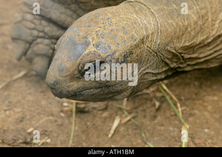 Tortues géantes, Sir Seewoosagur Ramgoolam Botanical Gardens, l'Ile Maurice Banque D'Images
