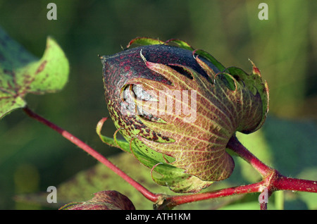 Coton commun, levant le coton (Gossypium herbaceum), close up of capsule Banque D'Images