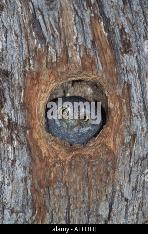 Elf Owl, oisillons Micrathene whitneyi, dans la cavité du nid en chêne. Banque D'Images